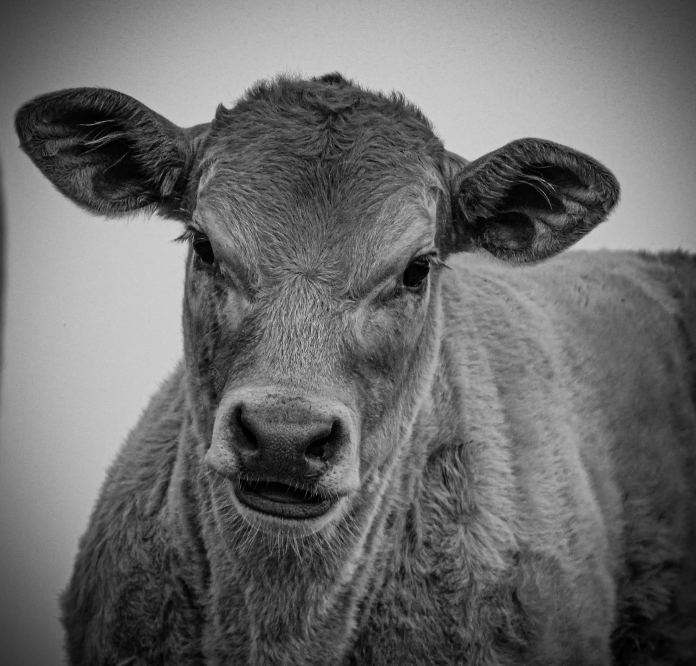 Black-and-white calf portrait