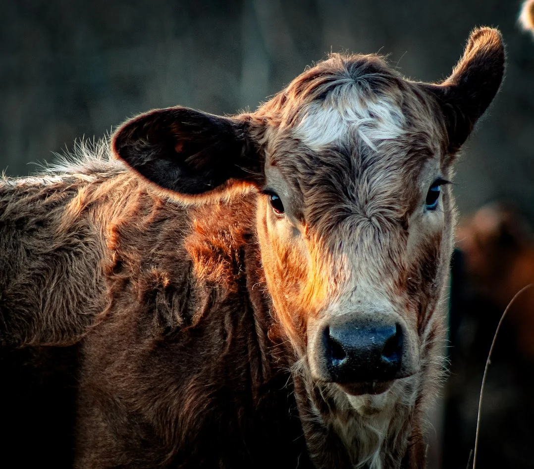 Brown calf with a pale forehead in warm natural light